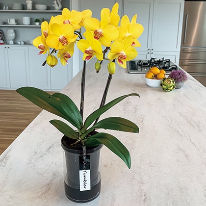 �~�f�B�Ӓ����@���n