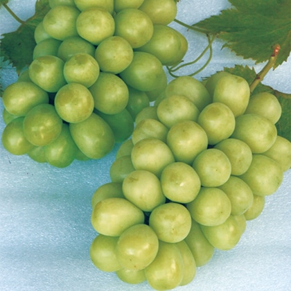 �V���C���}�X�J�b�g