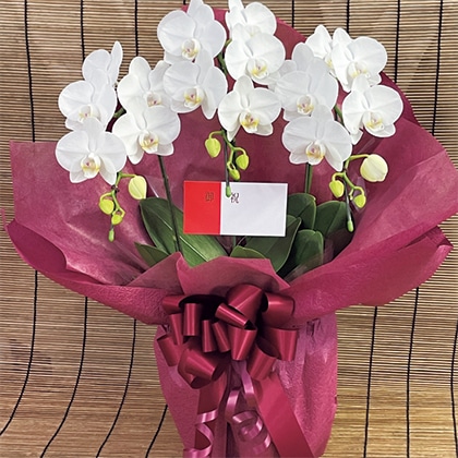 �~�f�B�����傤���@�R�{��