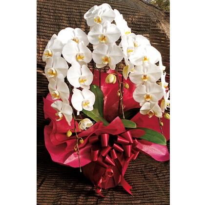 �Ӓ����i�����傤���j