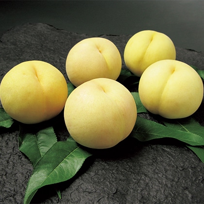 ���R�̐��������@�T��