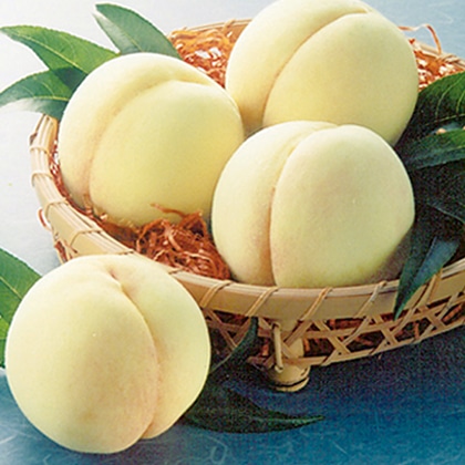 ���R�����@�Q�D�V����