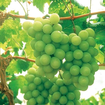 �V���C���}�X�J�b�g�u�����v�@�P����