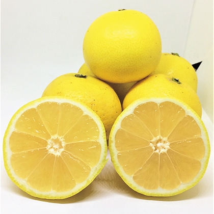 �j���[�T�}�[�I�����W