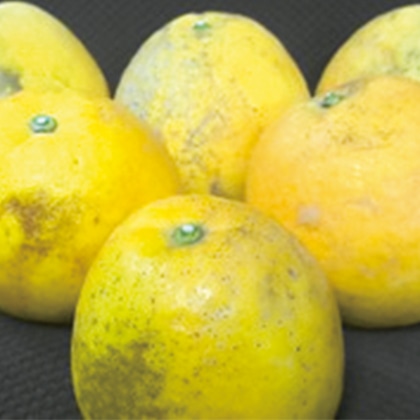 ���������Ȃ��W���[�V�[�S�[���h�i�͓��ӊ��j