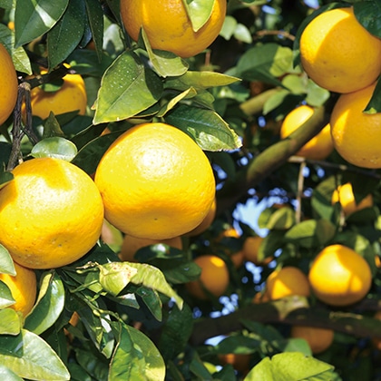 �݂��傤�S�[���h�@�����p