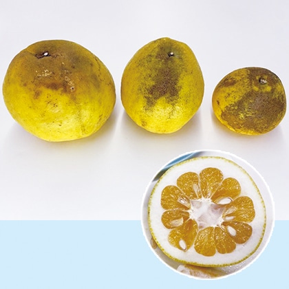 �݂��傤�S�[���h�@�ƒ�p