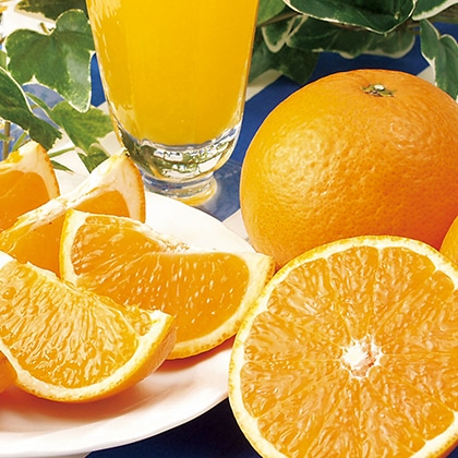 ��]�̓��@�z�~�؏n�@����