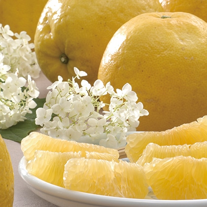 �ĕ��U�@�����p�@�R����