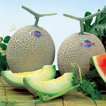 �}�X�N�������Q��