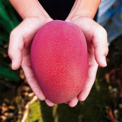 ����}���S�[�@�Q����