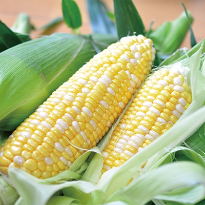 �É����Y�Ƃ����낱���w�ÁX���i���񂩂�ނ��߁j�E�Ñ��Y�i���񂽂낤�j�x