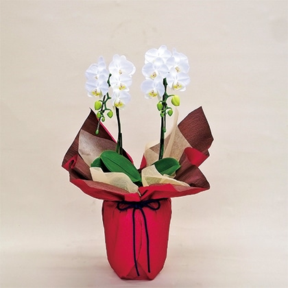 �~�f�B�Ӓ����i���j�Q�{��