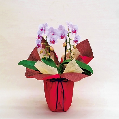 �~�f�B�Ӓ����i�s���N�j�Q�{��