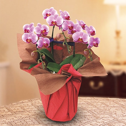 �~�f�B�Ӓ����i�s���N�j�R�{��