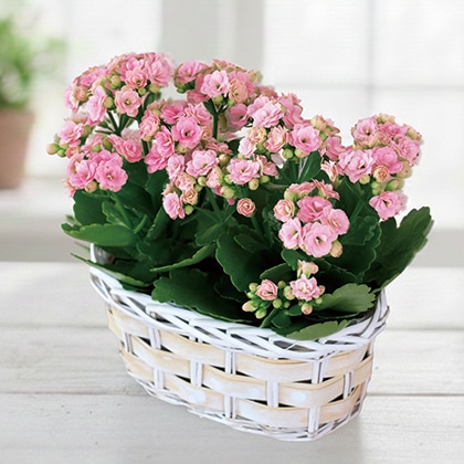 ���d�炫�J�����R�G�@�Q���Z�b�g