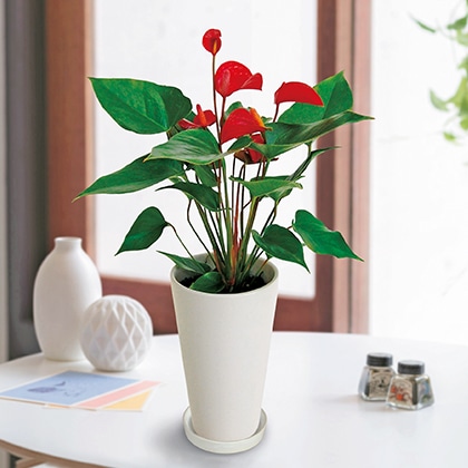 �A���X���E��