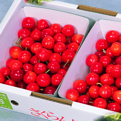 �y�쌴�ʎ����Y�g���z�������ځ@�V�O�O���i���v�̔��\�萔�F950�j���̔��J�n�F5/26�i�΁j9���`�@��2026�N�ӂ邳�Ə���S���� �t�č�