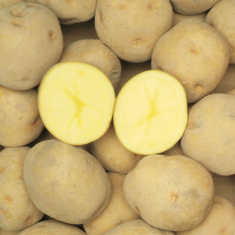 ���肶�Ⴊ