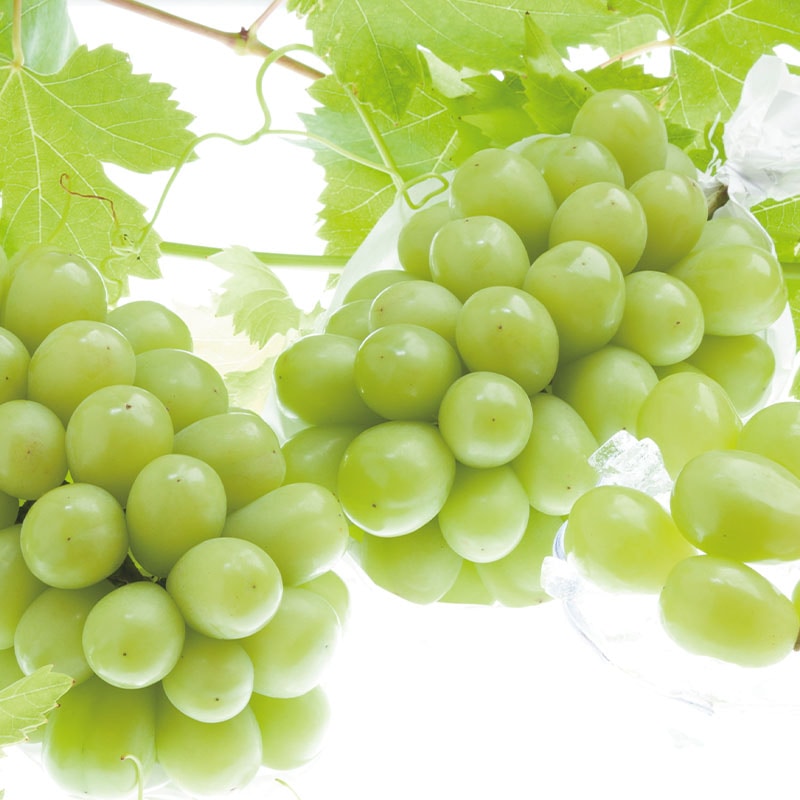 �V���C���}�X�J�b�g�@�a