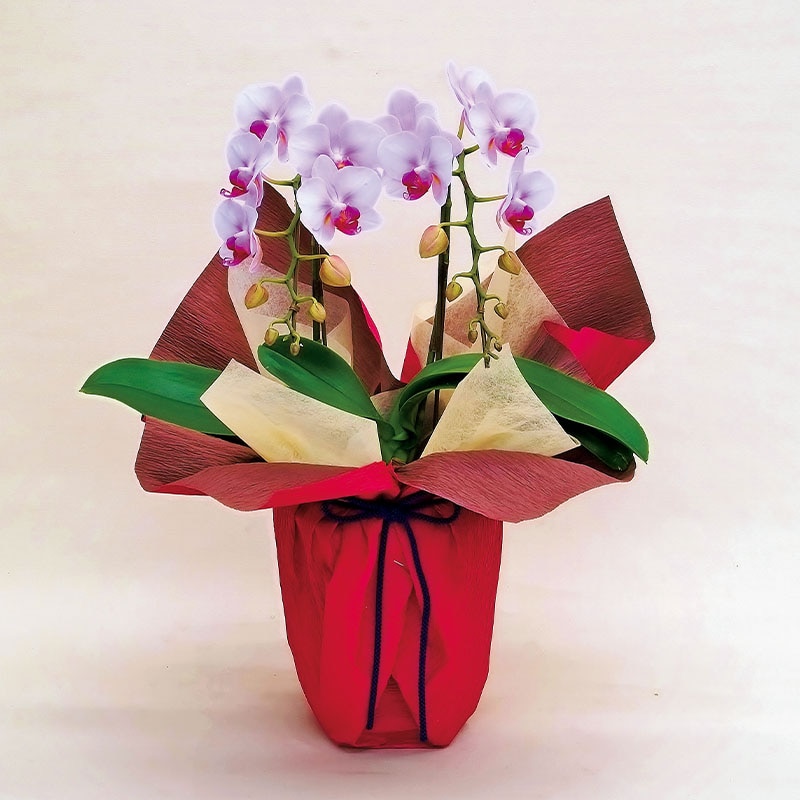 �~�f�B�Ӓ����i�s���N�j�Q�{��