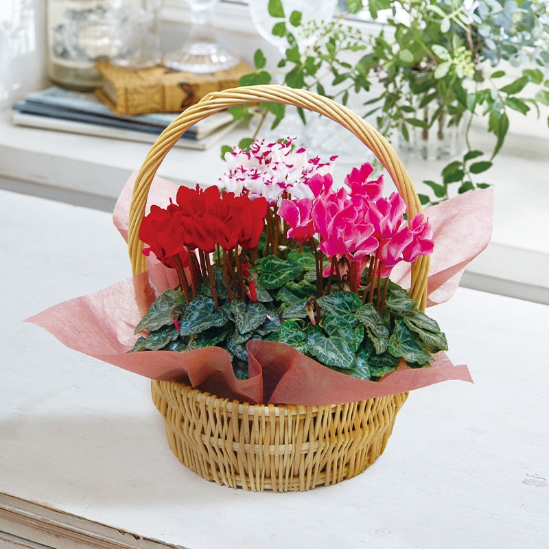 �~�j�V�N�������R�F�o�X�P�b�g