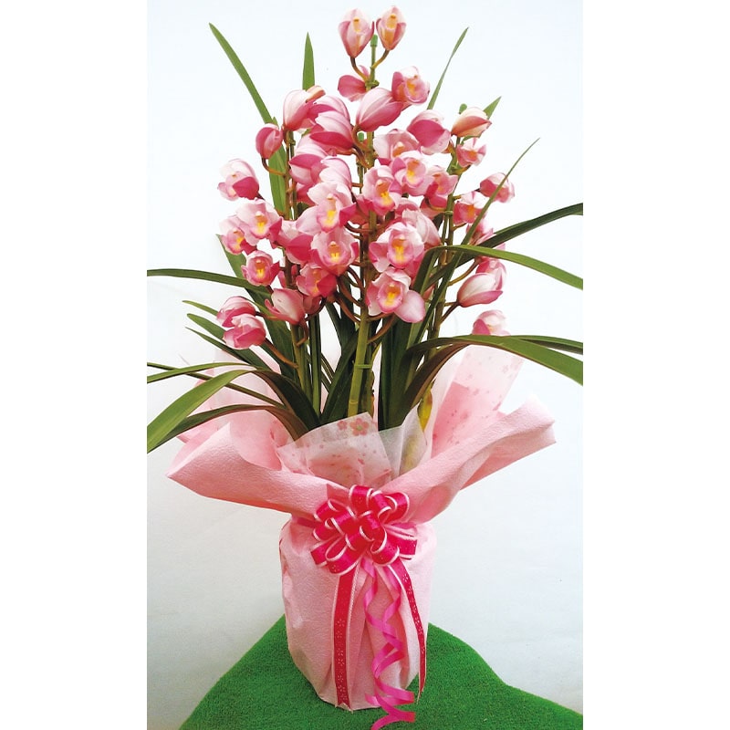 �V���r�W���[���@�R�{��