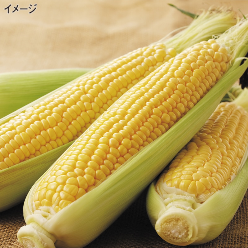 <お中元>静岡県産 とうもろこし 甘太郎