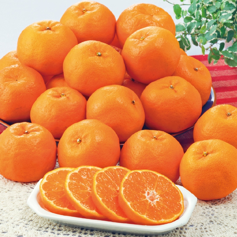 �����Ε遄�|���J���@�Q�D�Q����