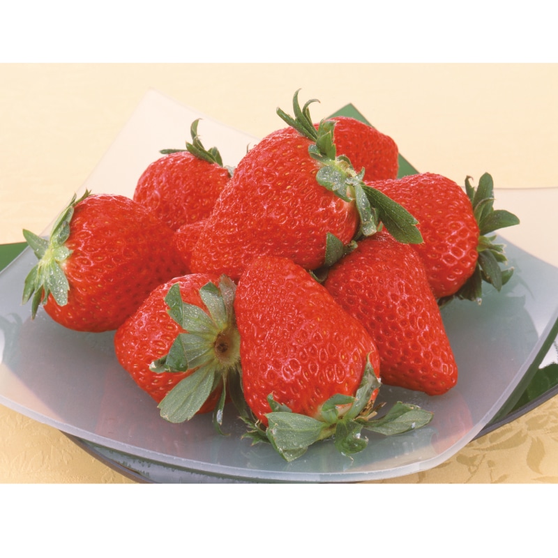 �����Ε遄�É����Y�@�g�ق��؁i�����{�Łj