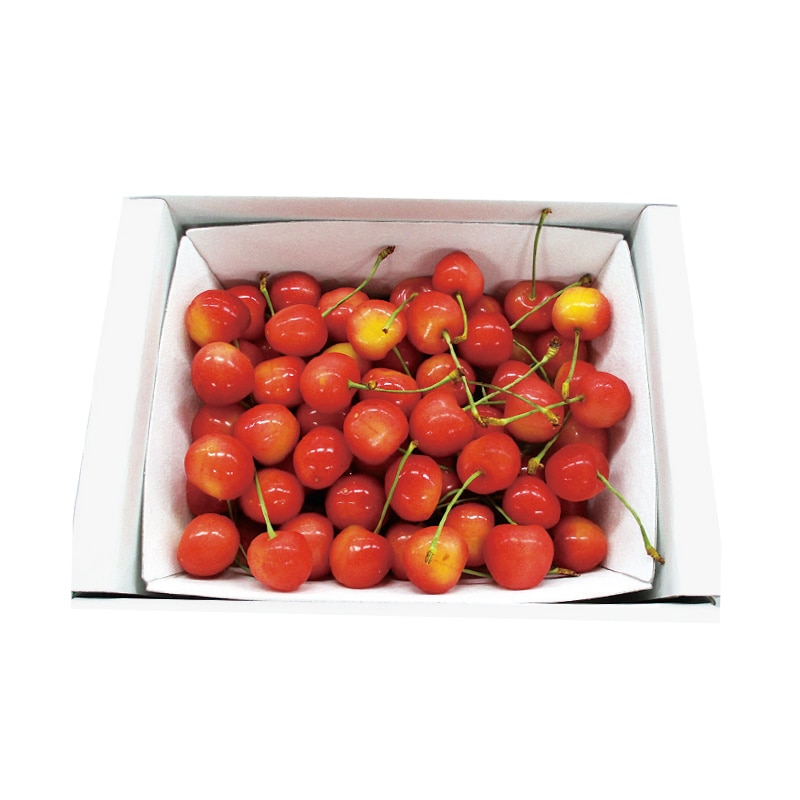 【全国農協食品株式会社】山形のさくらんぼ 500g(全国合計販売予定数:400個)※販売開始:5/26(火)9時〜 ※2026年郵便局のさくらんぼ