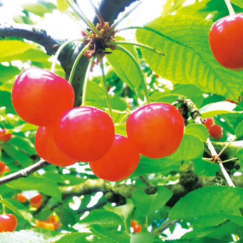【全国農協食品株式会社】紅秀峰500g(全国合計販売予定数:5000個)※販売開始:5/26(火)9時〜 ※2026年ちょっと小さなさくらんぼ