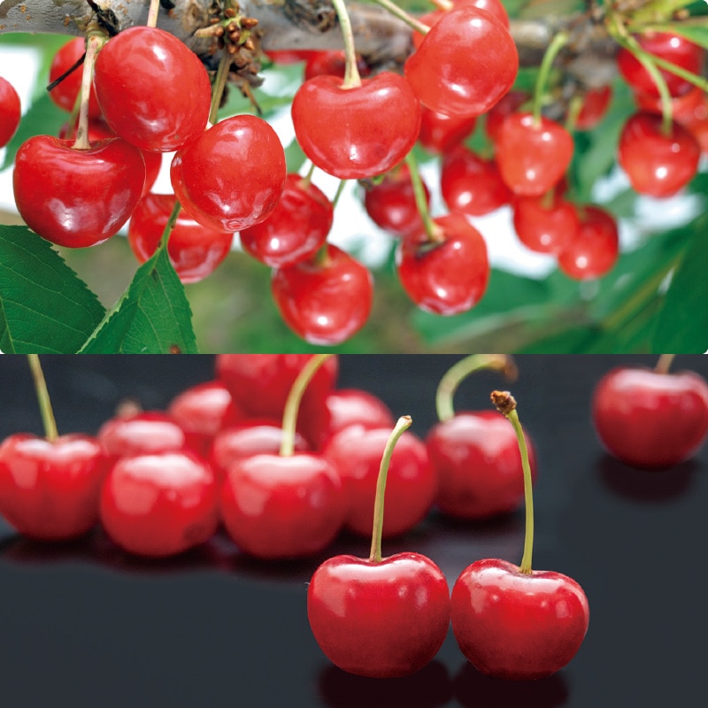 �����{�ݍ͔|�@�����і��͍g�G��@�R�O�O���@���ϔ�