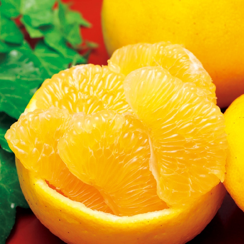 �y������p�z�W���[�V�[�S�[���h