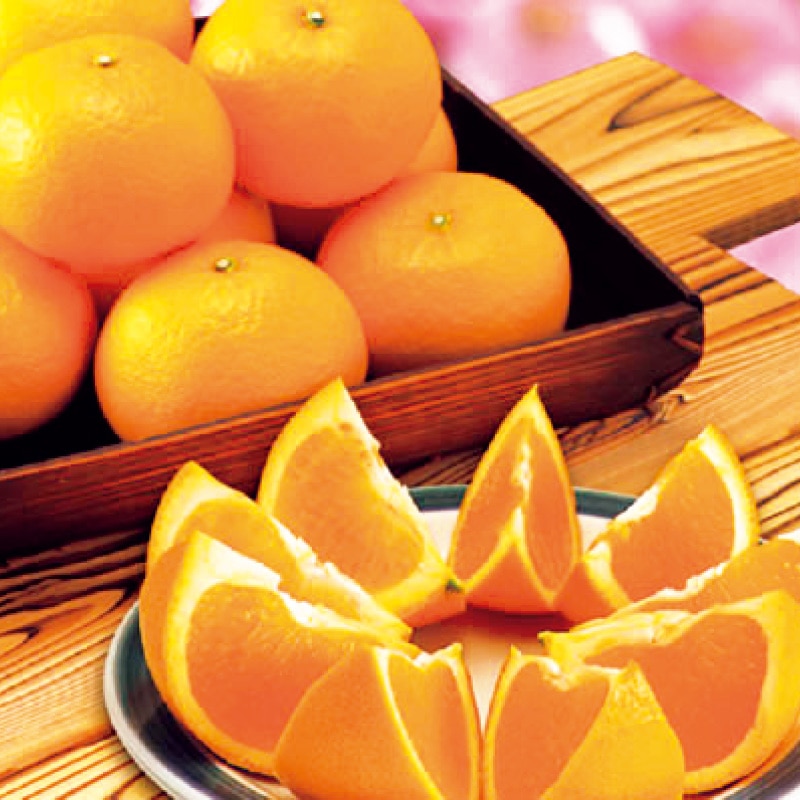 �y������p�z���o���n������