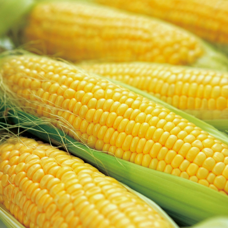 �S�[���h���b�V��