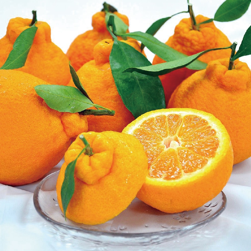 ���n�f�R�|��