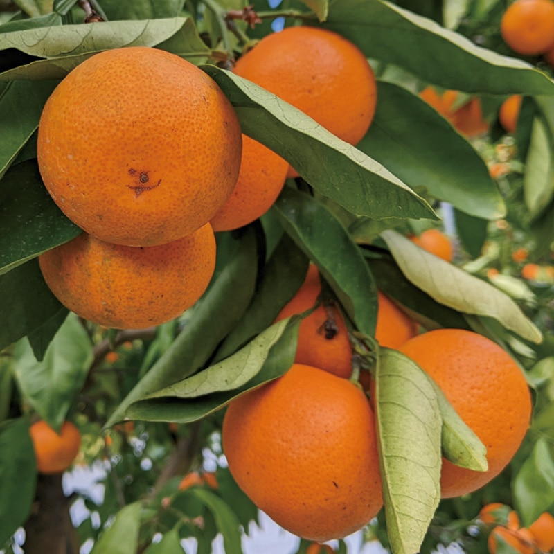 �킯����@���ꌧ�Y�@���ʃn�E�X�݂���