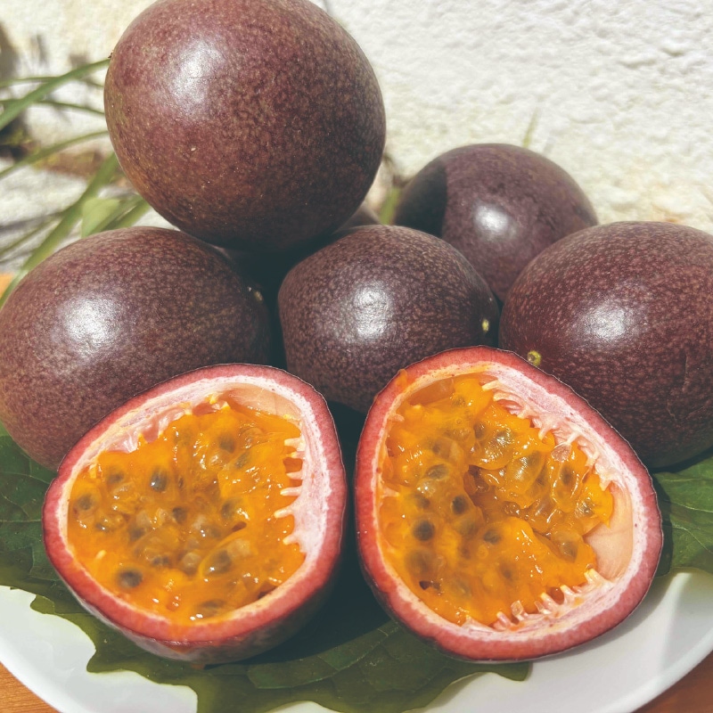 ���ꌧ�Y�@�p�b�V�����t���[�c�W�O�O��