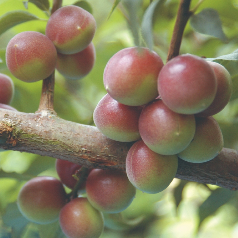 �p�[�v���N�C�[��