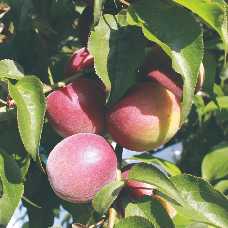 �p�[�v���L���O