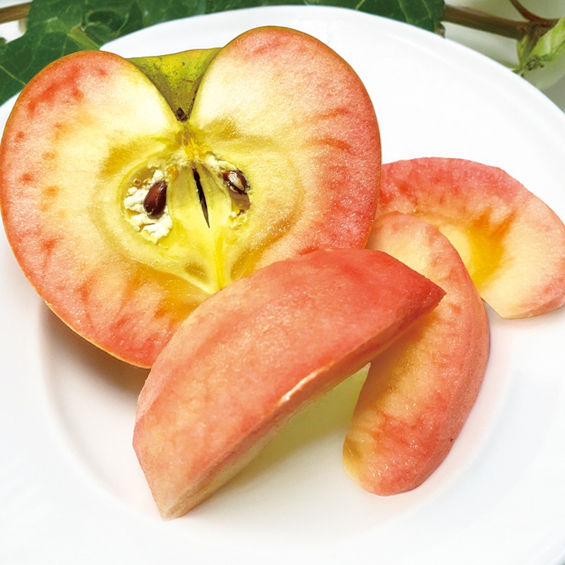 ���쌧�Y�@���[�����[�W��