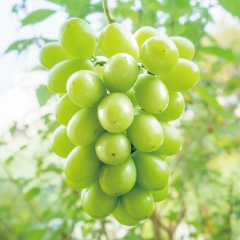 �V���C���}�X�J�b�g