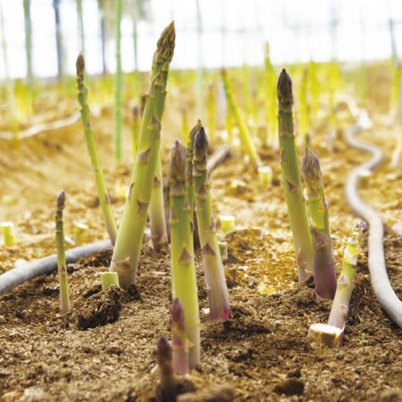 �A�X�p���K�X�Q����