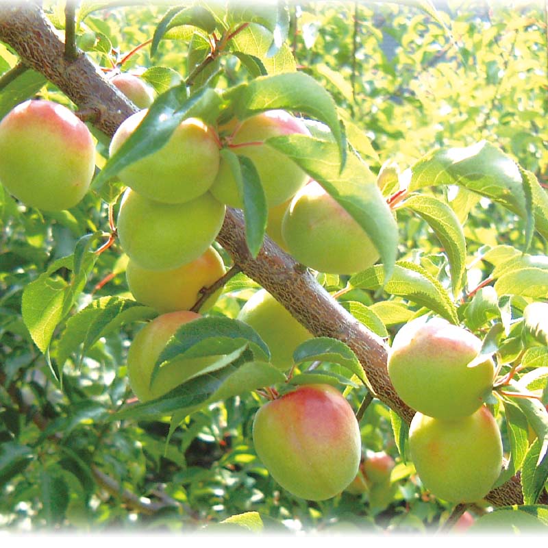 ��ʓ썂�~�i���~�j