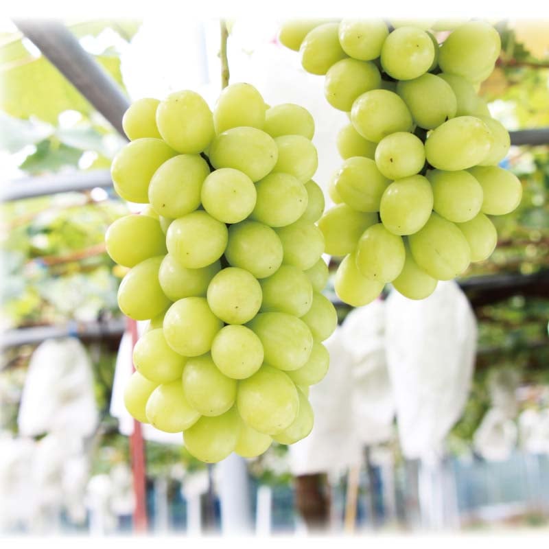 �V���C���}�X�J�b�g