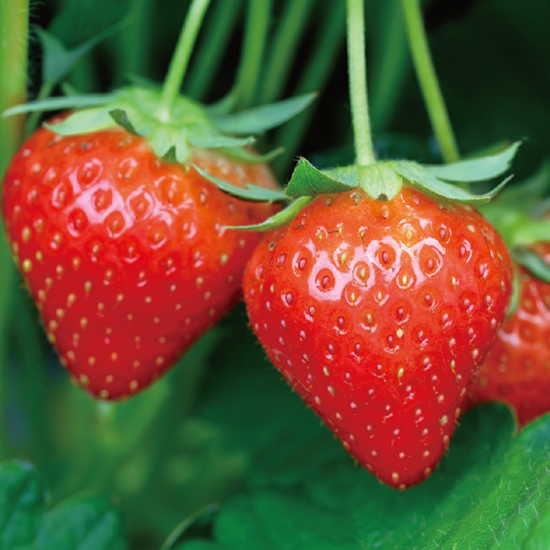 ���������r�[�S�p�b�N