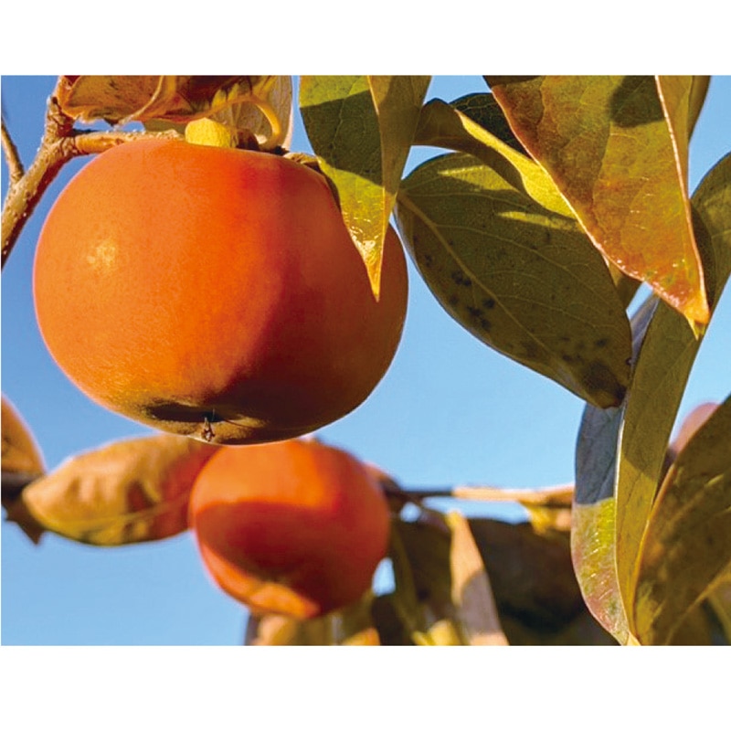 �ޗǌ��Y�@�x�L�`