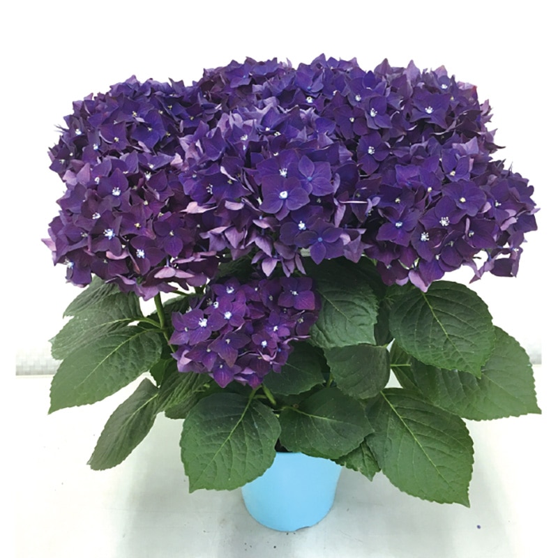 �A�W�T�C�@�f�B�[�v�p�[�v���@�T����