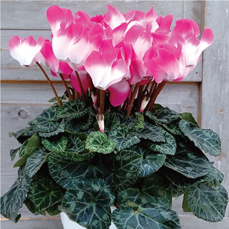 �V�N�������@�C���f�B�A�J�@�T����